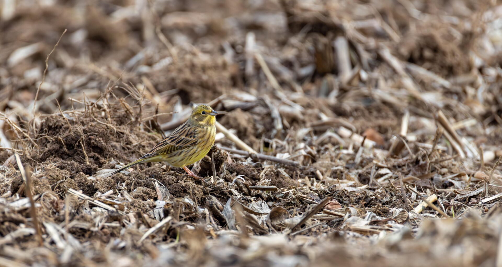 Die Goldammer - perfekt getarnt trotz leuchtendem Gefieder