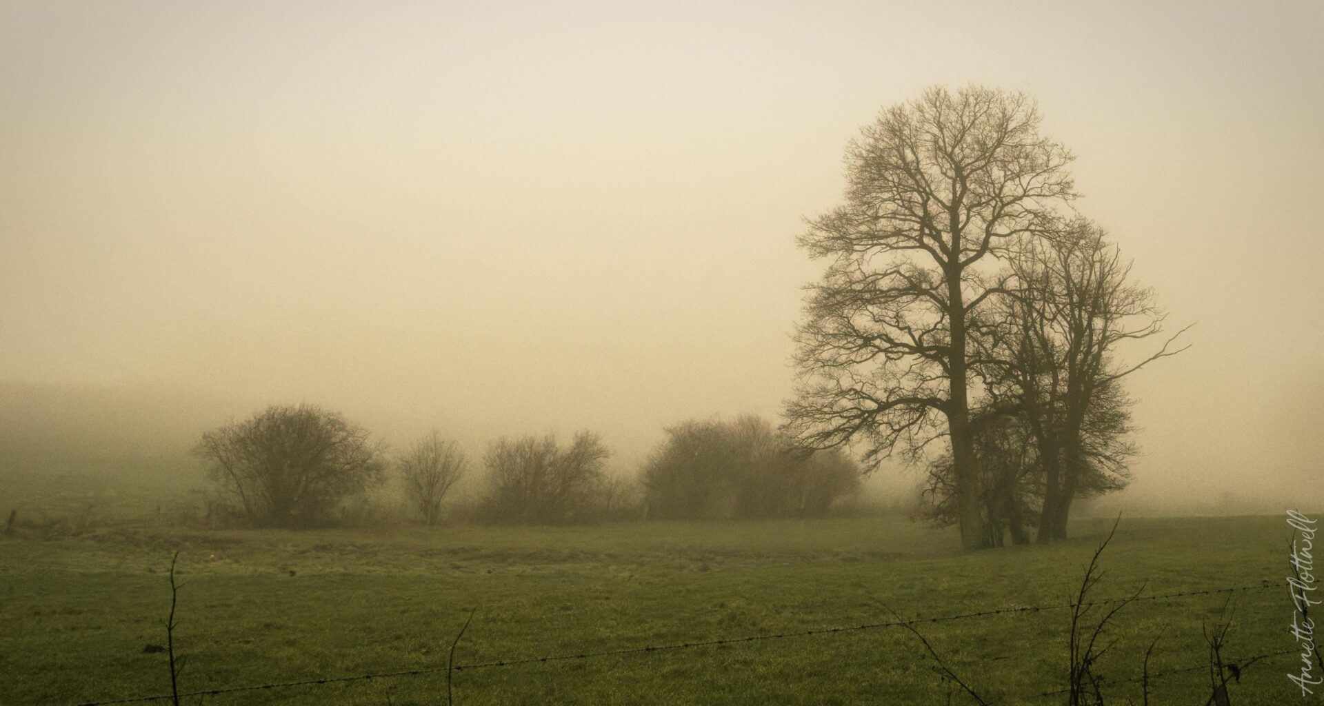 Ardennes in the fog 20-35 AFD Nikkor, D5. Near Hachiville