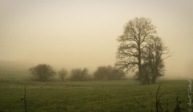 Ardennes in the fog 20-35 AFD Nikkor, D5. Near Hachiville