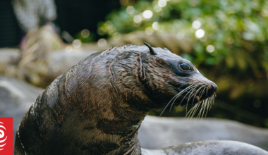 NZ's last seal in zoo euthanised, leaves behind 'special legacy'
