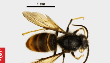 New weapon in war against invasive yellow-legged hornet