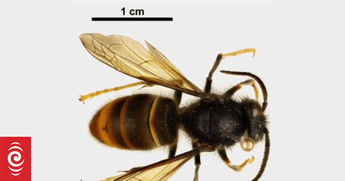 New weapon in war against invasive yellow-legged hornet