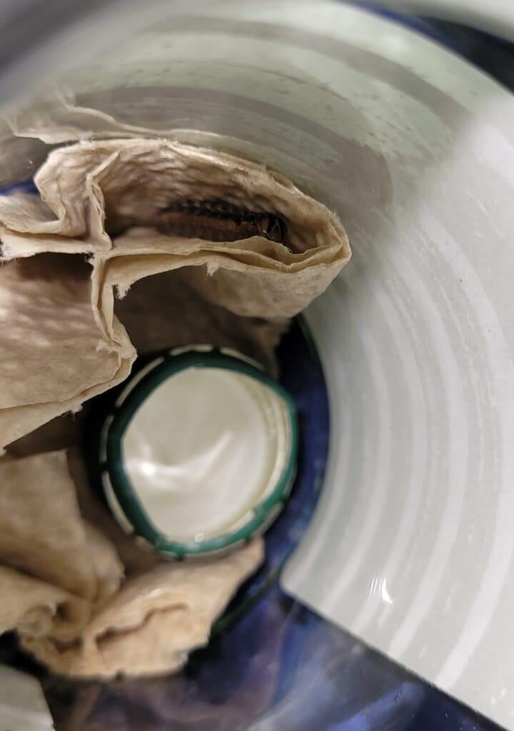 Kann mir jemand sagen, was das für eine Raupe ist?