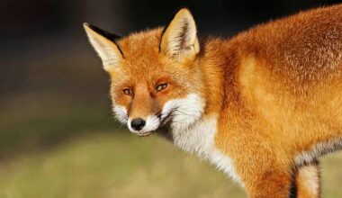 Why is the Government opposed to banning fox hunting?