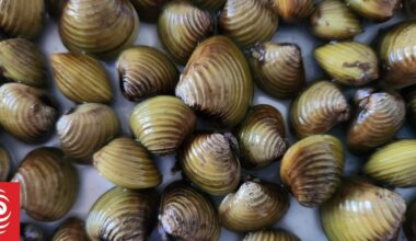 Te Arawa Lakes Trust battles invasive gold clams