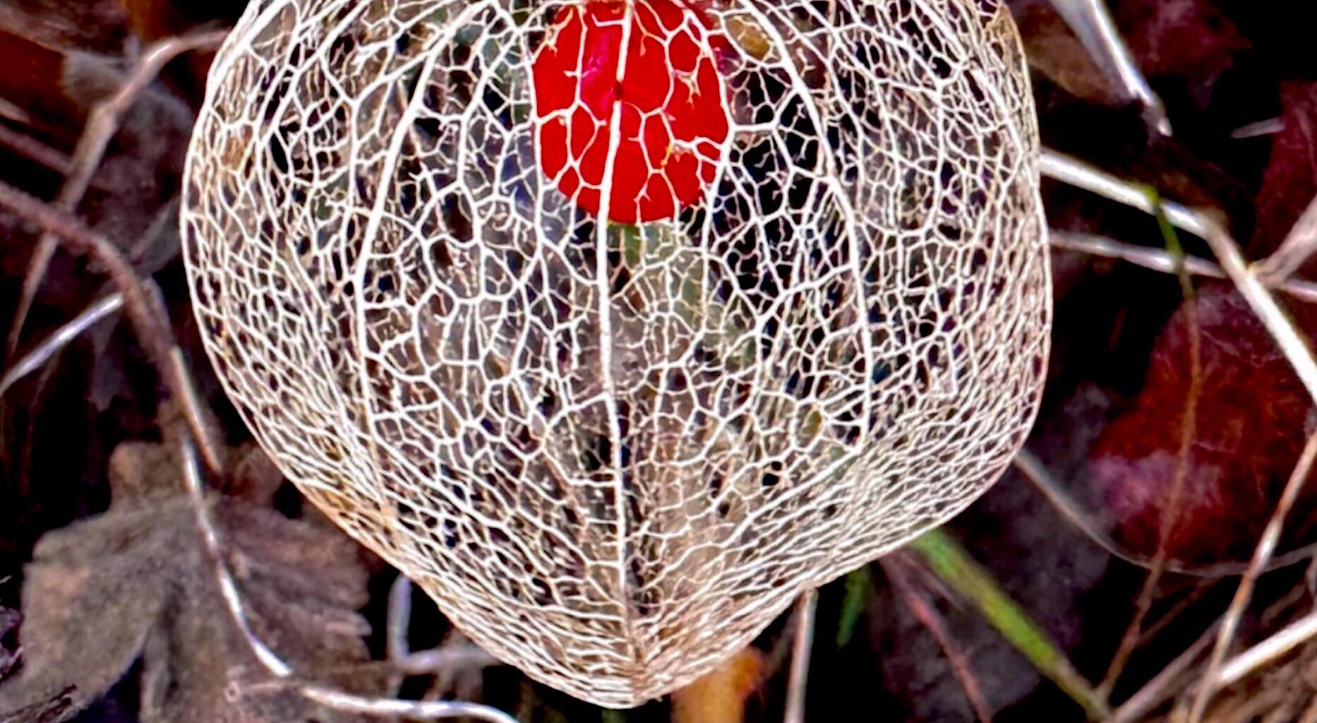 Lampionblume (Physalis alkekengi) [OC]