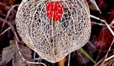 Lampionblume (Physalis alkekengi) [OC]