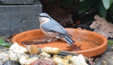 Kleiber badet hier oft und gerne