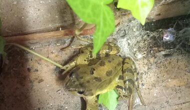 Found this beautiful thing in my potting shed this evening.