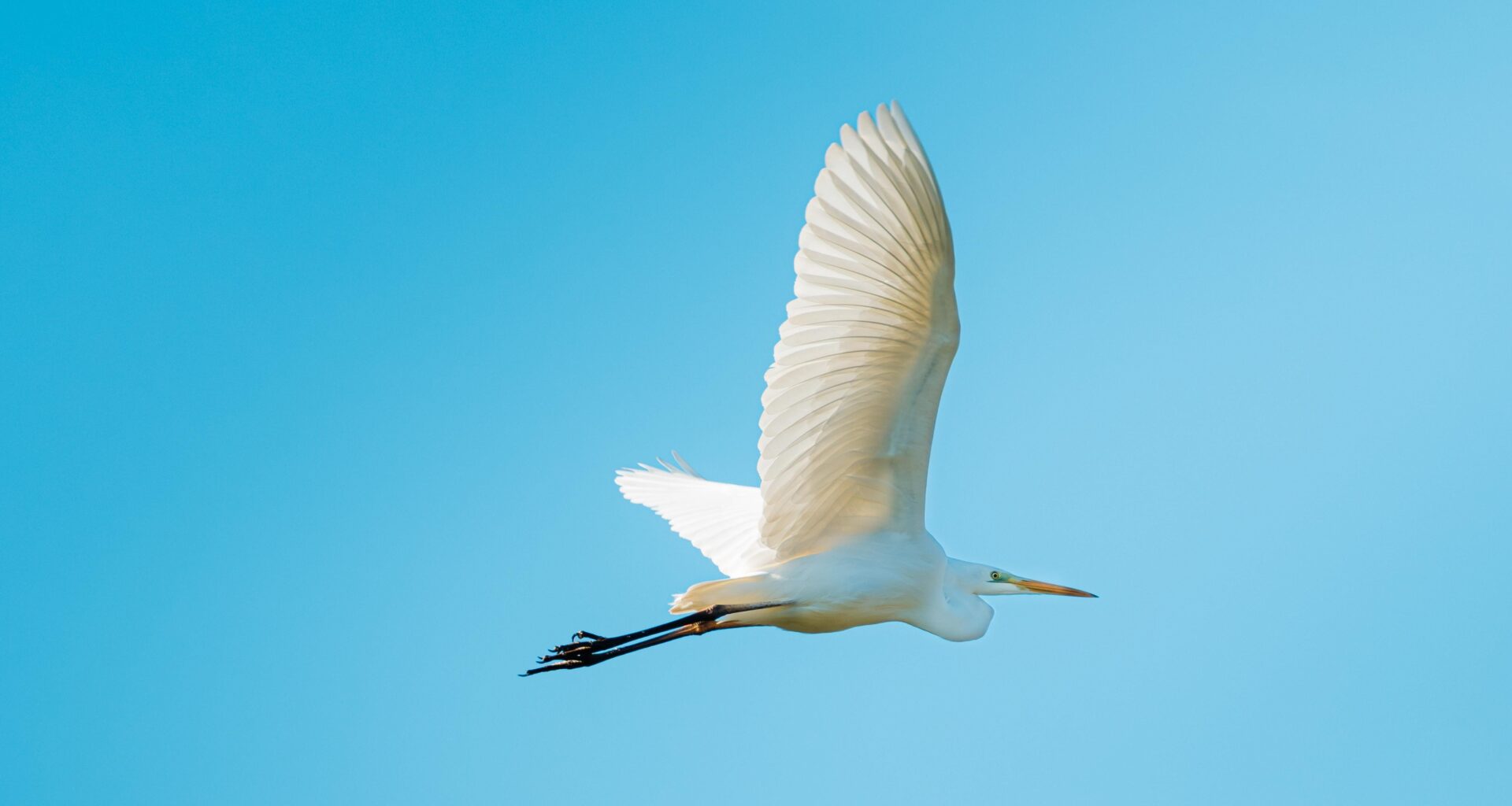 Fotogener Silberreiher.