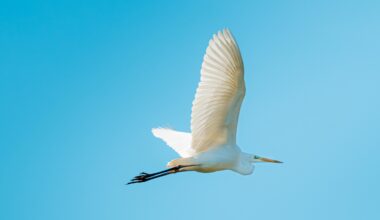 Fotogener Silberreiher.