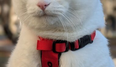 A ni danes mačkobota?!?!