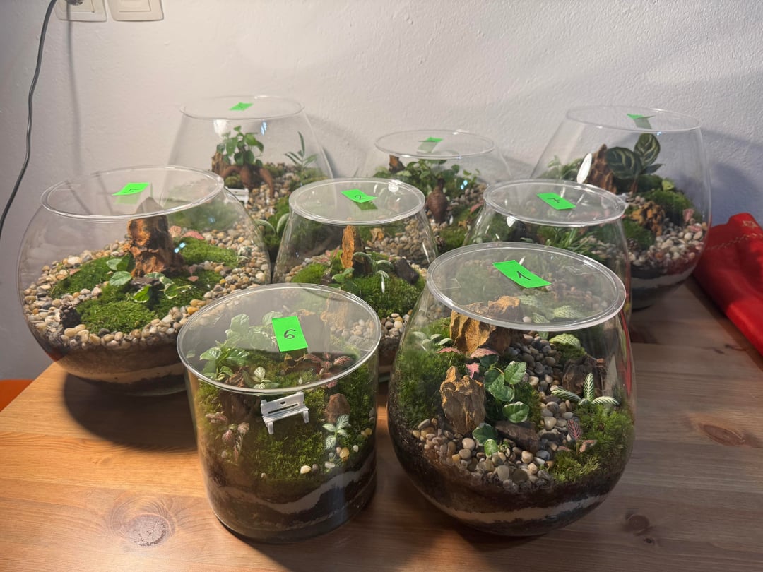 Rastlinski terariji - mali svet v kozarcu
