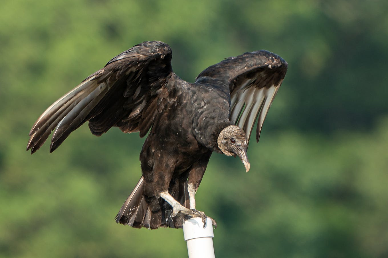 2025_Climate_Rewrote_Wild_Black_Vulture