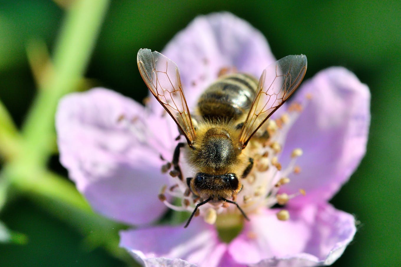 2025_Climate_Rewrote_Wild_Pollination