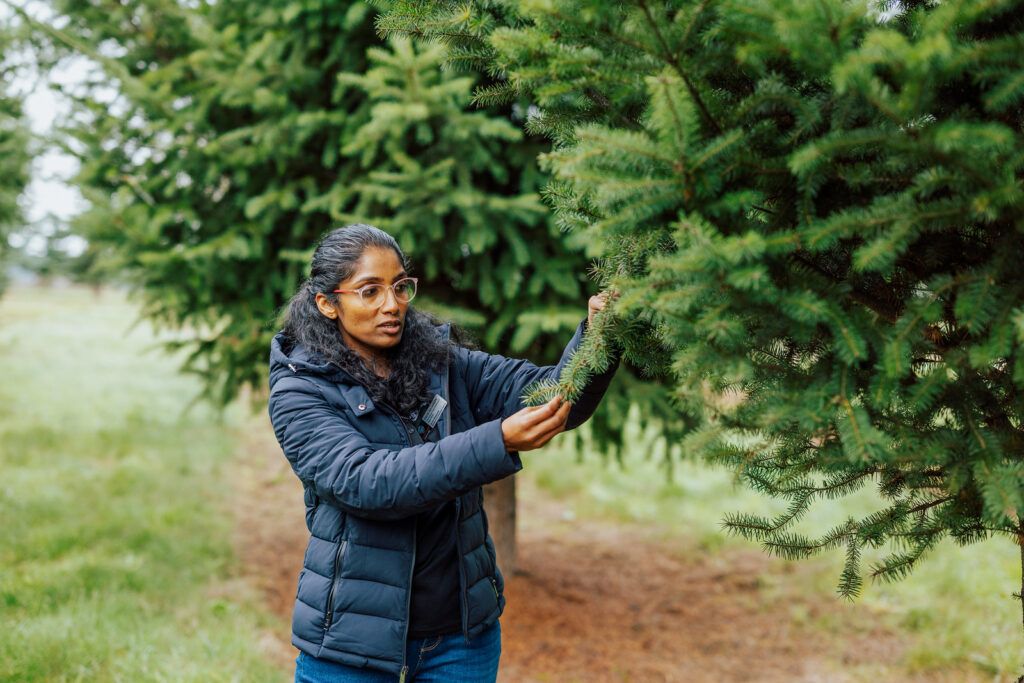 Oregon Grows More Christmas Trees Than Other States. Climate Researchers Want to Keep it That Way