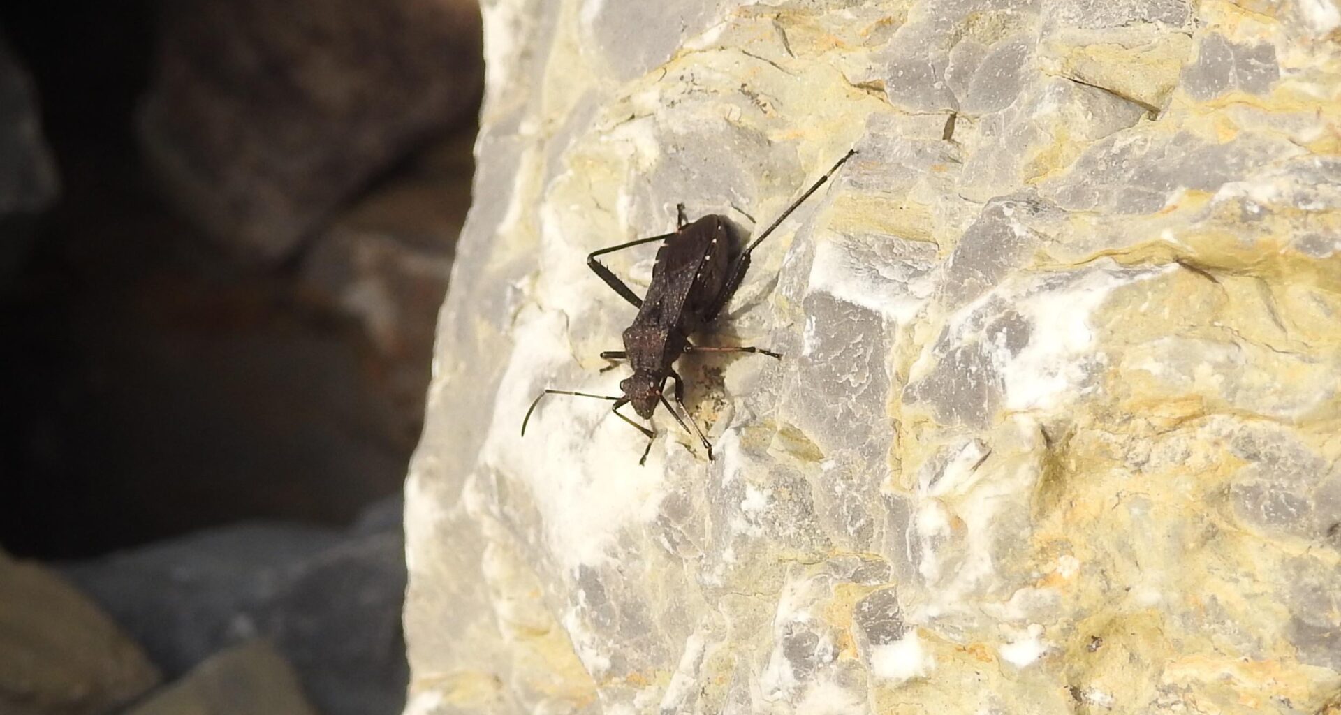 Wieder einmal ein kleines Tierchen mit tollen Namen: Rotrückiger Irrwisch. Vor drei Wochen zufällig beim Wandern in der Rhön entdeckt.