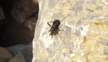Wieder einmal ein kleines Tierchen mit tollen Namen: Rotrückiger Irrwisch. Vor drei Wochen zufällig beim Wandern in der Rhön entdeckt.