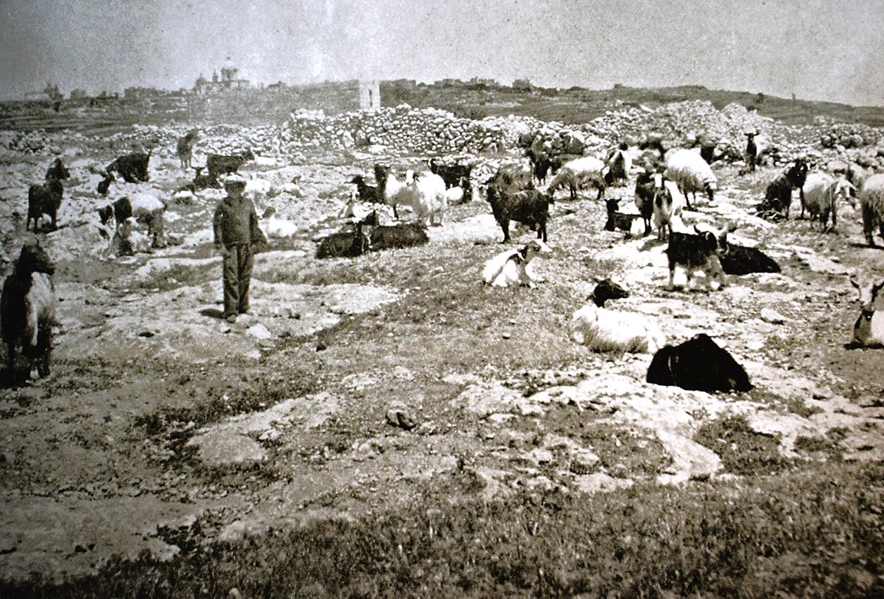 Gozo farmers with their herds
