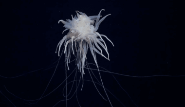 Scientists warn deep-sea mining threatens 788 newly discovered species in the Pacific