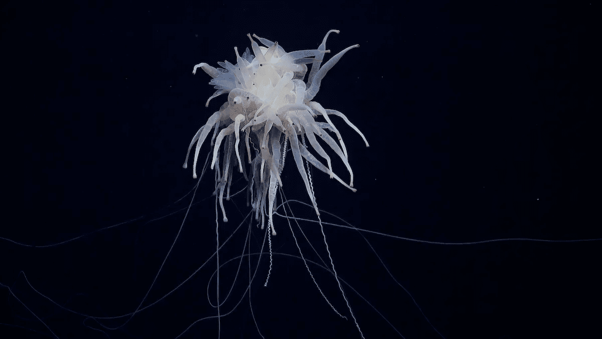 Scientists warn deep-sea mining threatens 788 newly discovered species in the Pacific