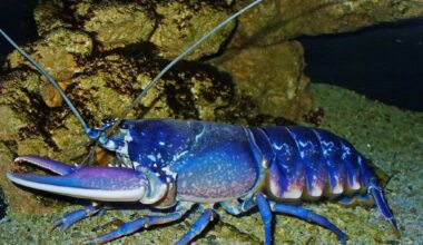 England to ban boiling lobsters alive under tougher animal welfare reforms