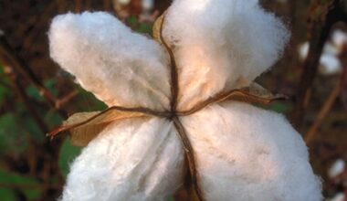 Trade war slashes cotton exports; Arizona growers say aid won’t fix losses easily