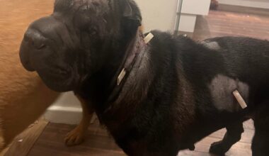 Min hund blev attackerad.