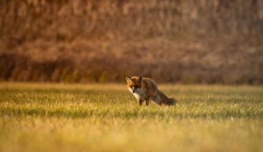 War Nachmittags unterwegs, als nach ewigem Dauergrau kurz mal die Sonne rausgekommen ist. Das wollte sich der Kollege hier wohl auch nicht entgehen lassen :-)