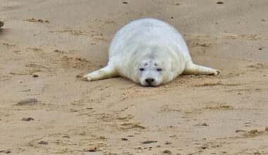 Saw some sea dogs today and thought I would share.