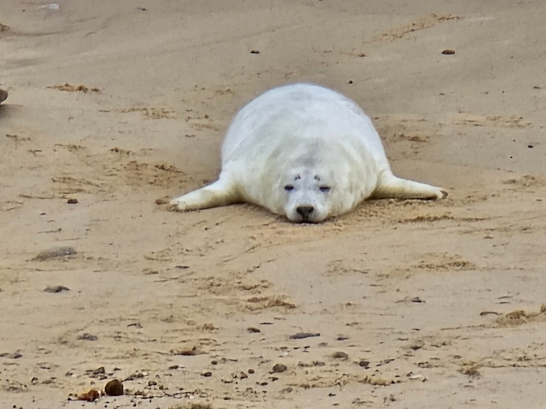 Saw some sea dogs today and thought I would share.