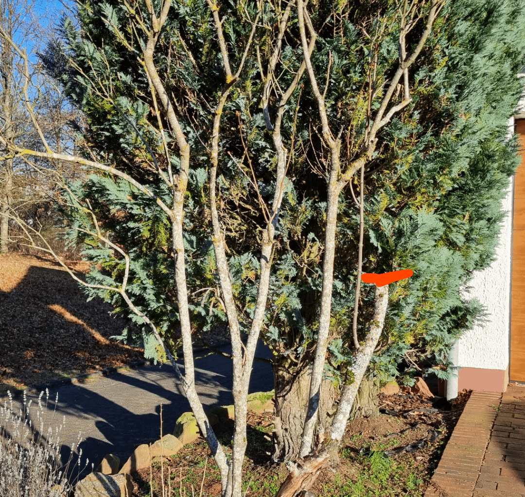 Flieder in Form bringen