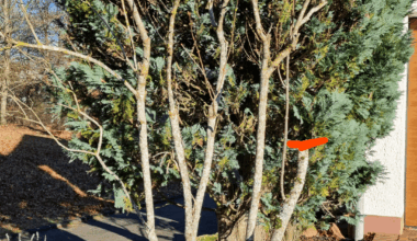 Flieder in Form bringen