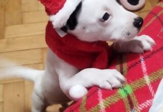 Daruji Bellu (pes; Pardubice a okoli)