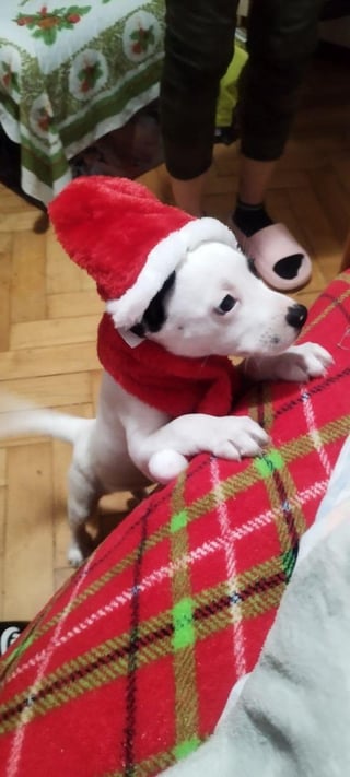 Daruji Bellu (pes; Pardubice a okoli)