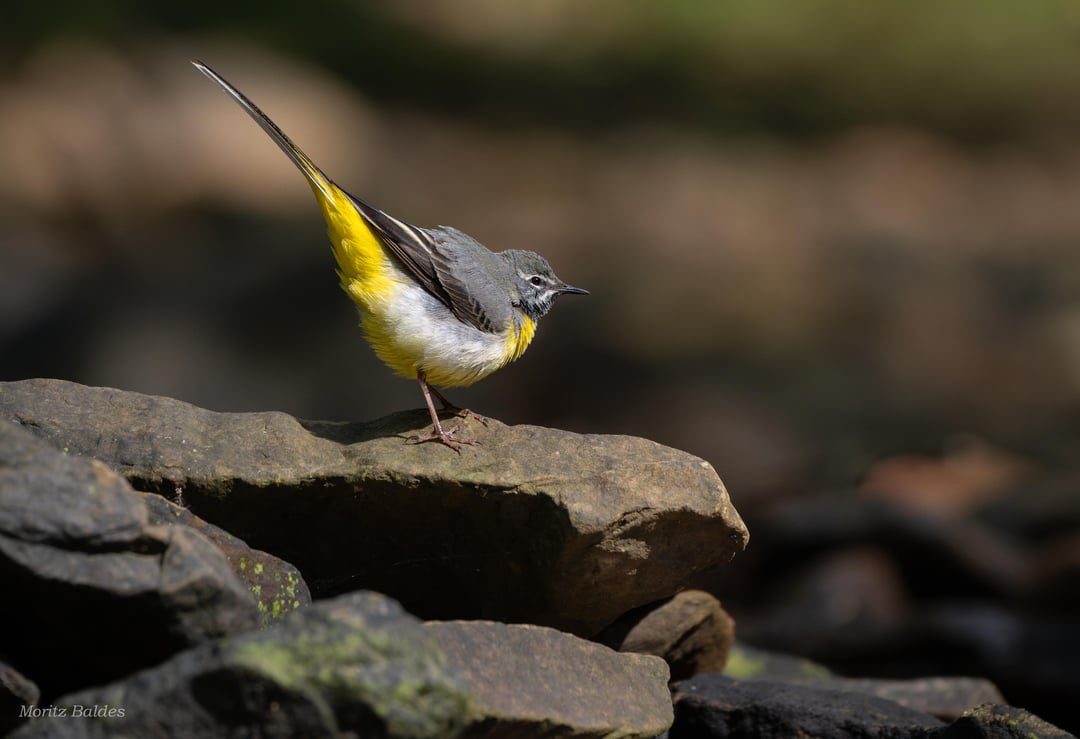 Gebirgsstelze beim Wippen und Plustern