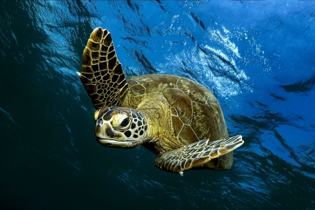 Close-up of a green sea turtle swimming beneath the surface in Mayotte.