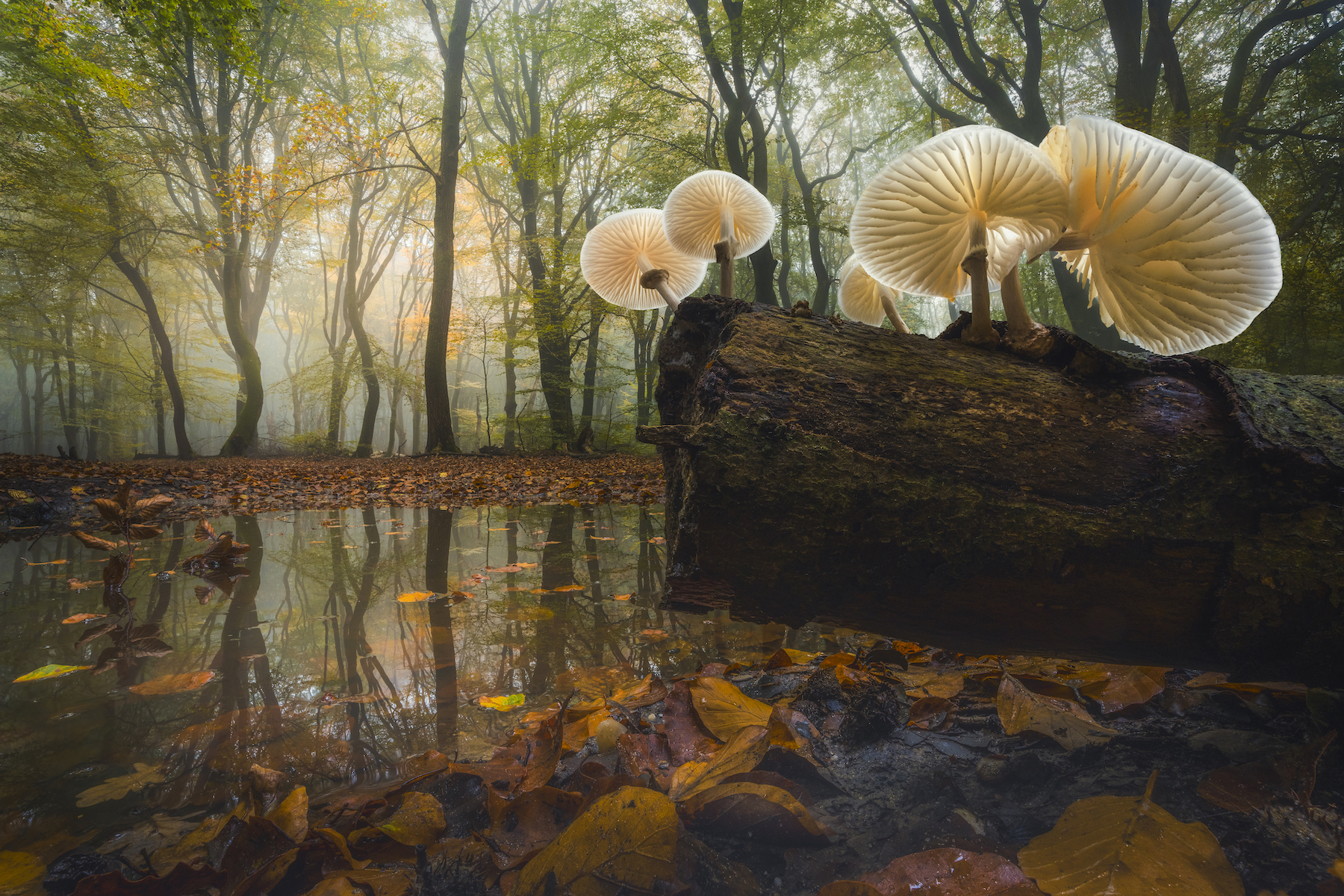 mushrooms blooming on a log in a swamp area