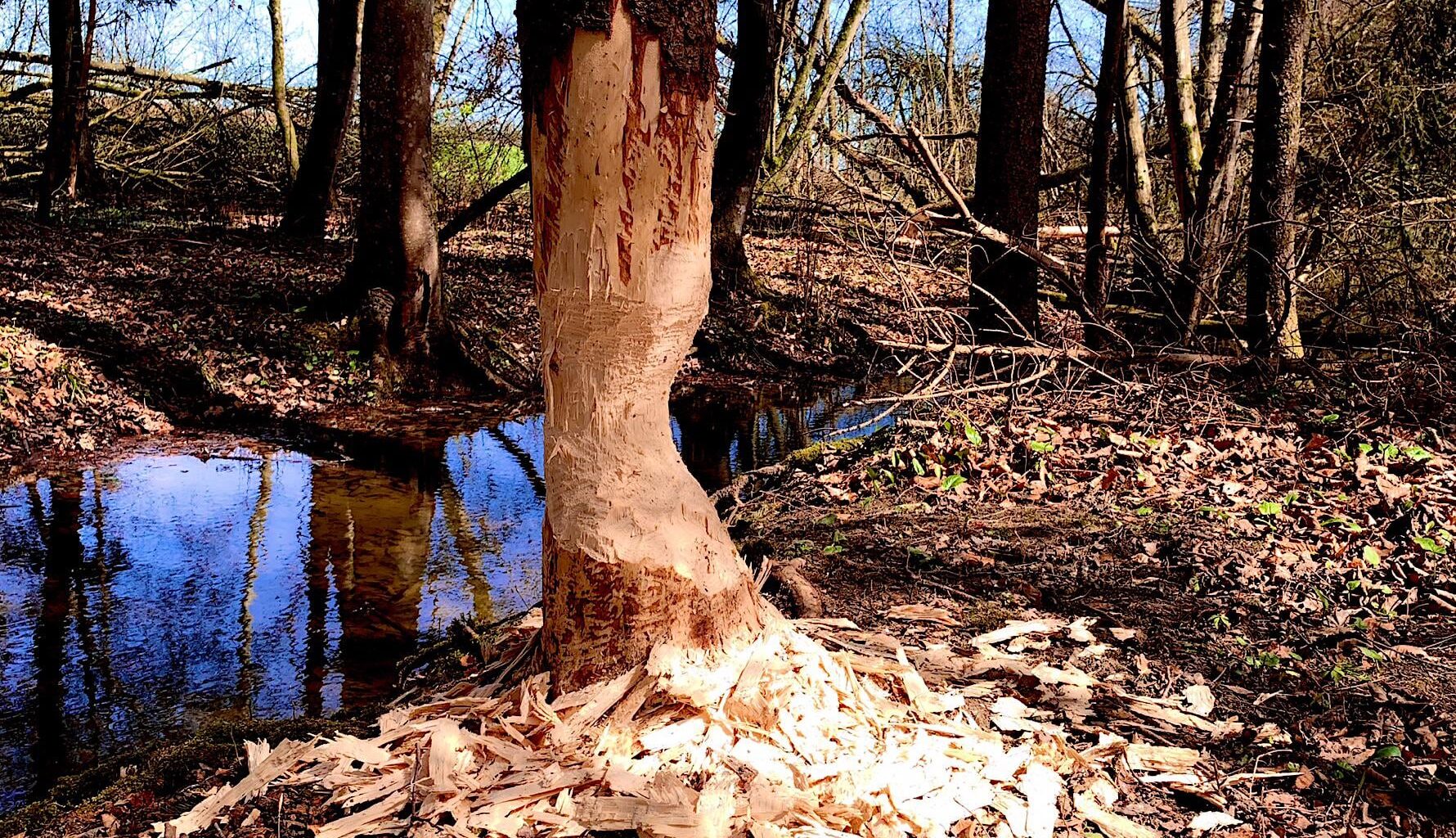 🦫Biber baut neuen Damm [OC]🦫