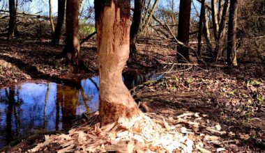 🦫Biber baut neuen Damm [OC]🦫