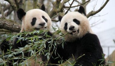 Panda ambassadors fostering China-France friendship