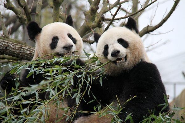 Panda ambassadors fostering China-France friendship