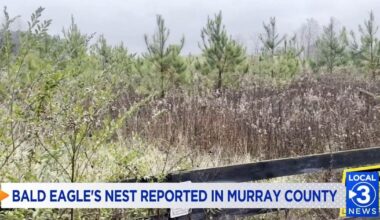 Proposed Natural Gas Facility Impacting Bald Eagles in Murray County | Local News