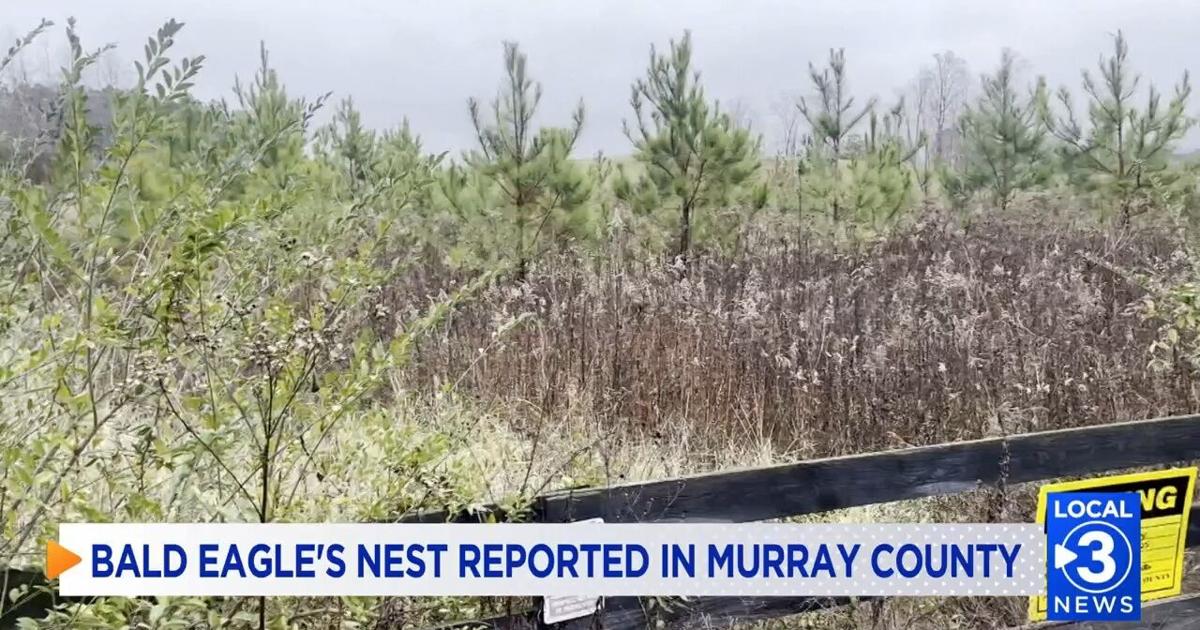Proposed Natural Gas Facility Impacting Bald Eagles in Murray County | Local News