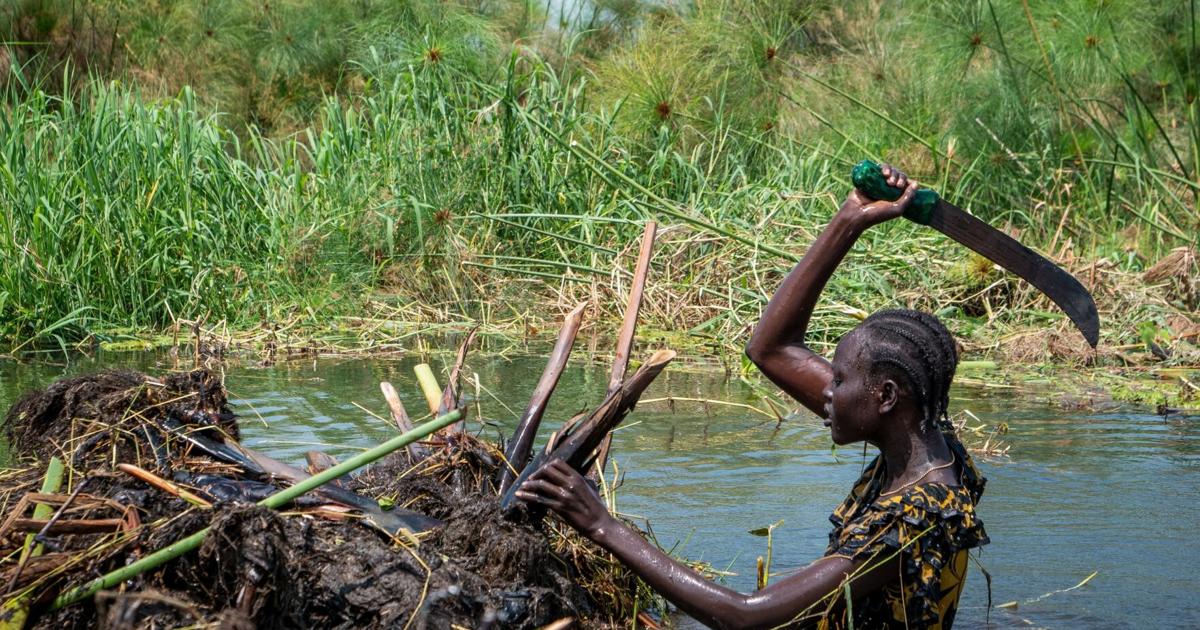 South Sudanese community fights to save land from relentless flooding worsened by climate change | National News