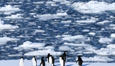 In Antarctica, photos show a remote area teeming with life amid growing risks from climate change | Region