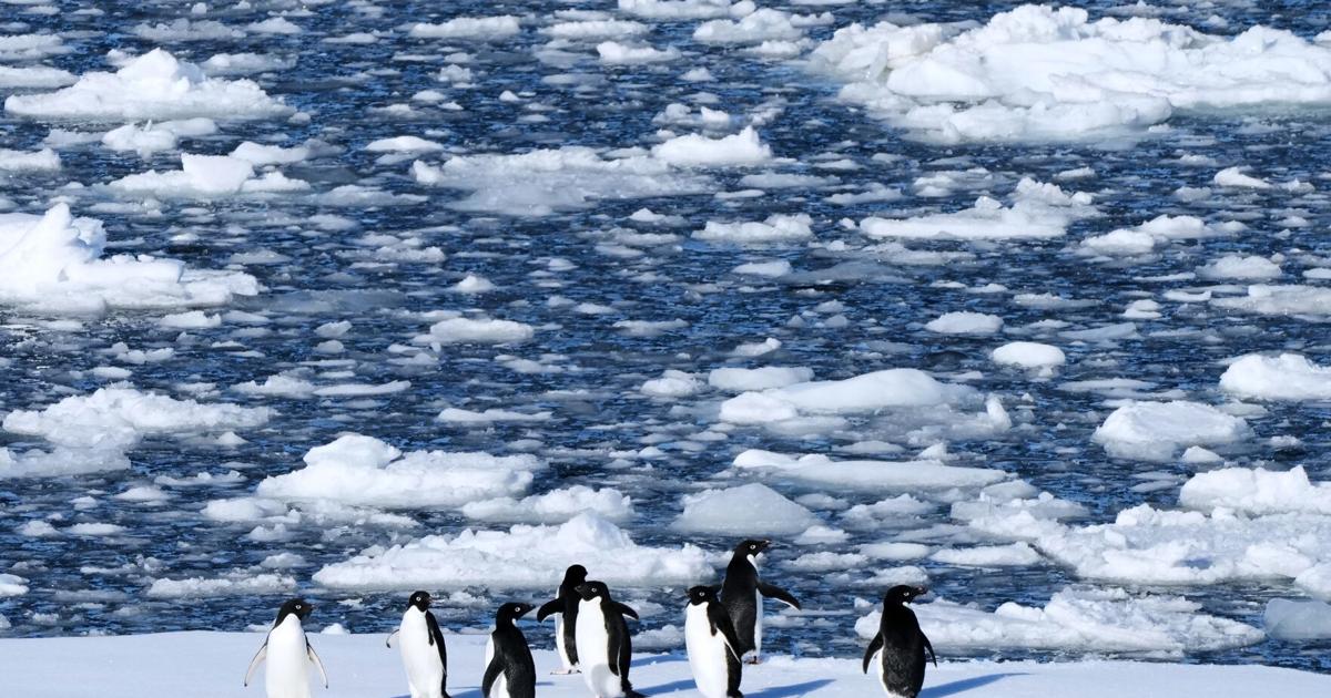 In Antarctica, photos show a remote area teeming with life amid growing risks from climate change | Region