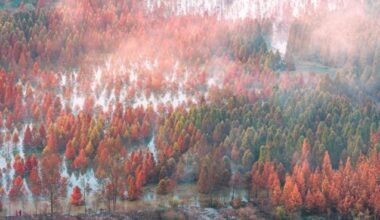 Beautiful dawn redwood forests protect environment in Kunming