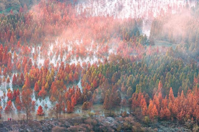 Beautiful dawn redwood forests protect environment in Kunming