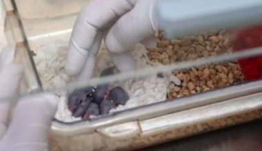 Mouse births pups after space mission, paving way for future research